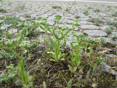 Image of Lewiston cornsalad