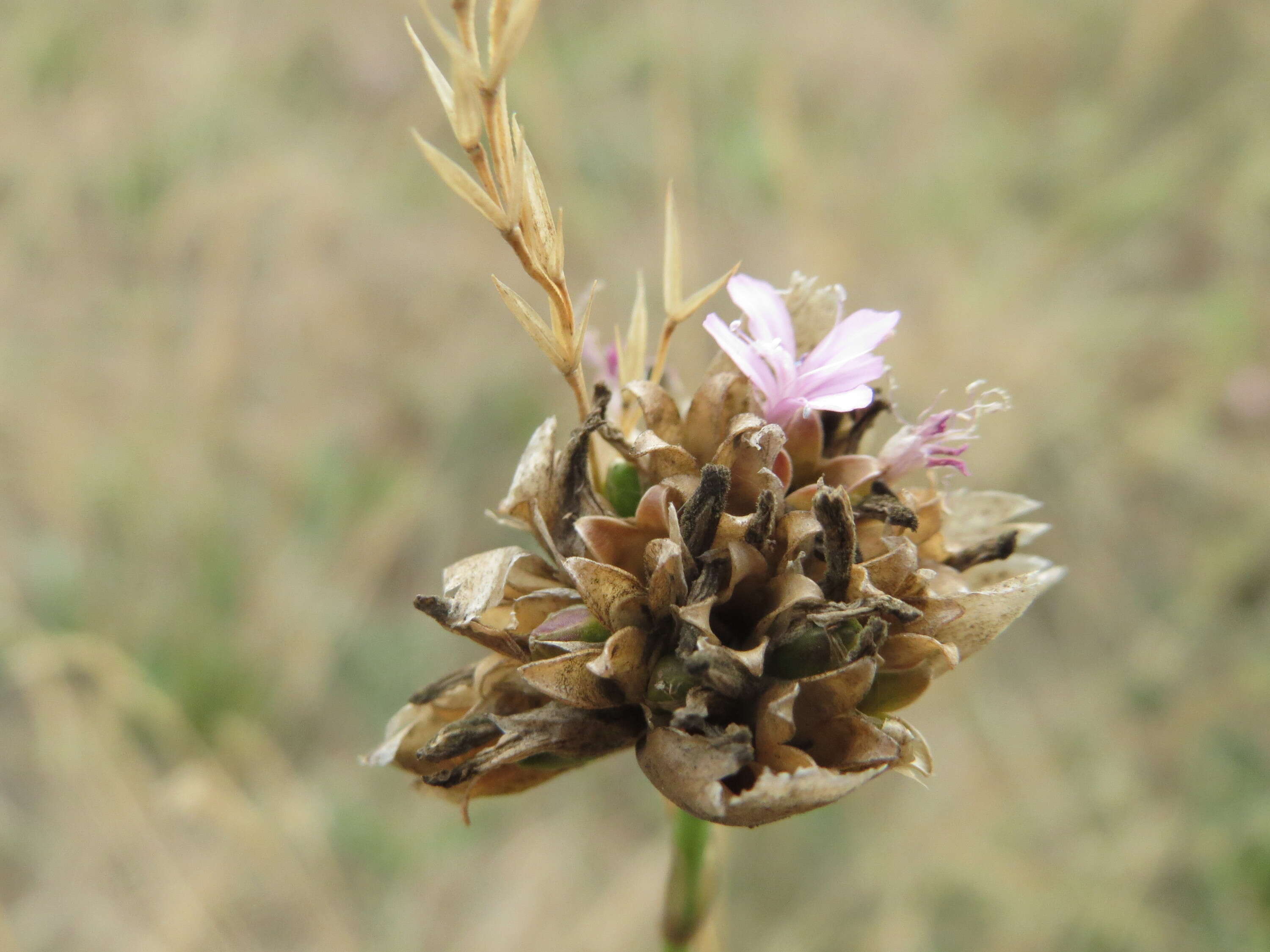 Image of Proliferous Pink