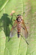 Image of Marsh Snipe fly