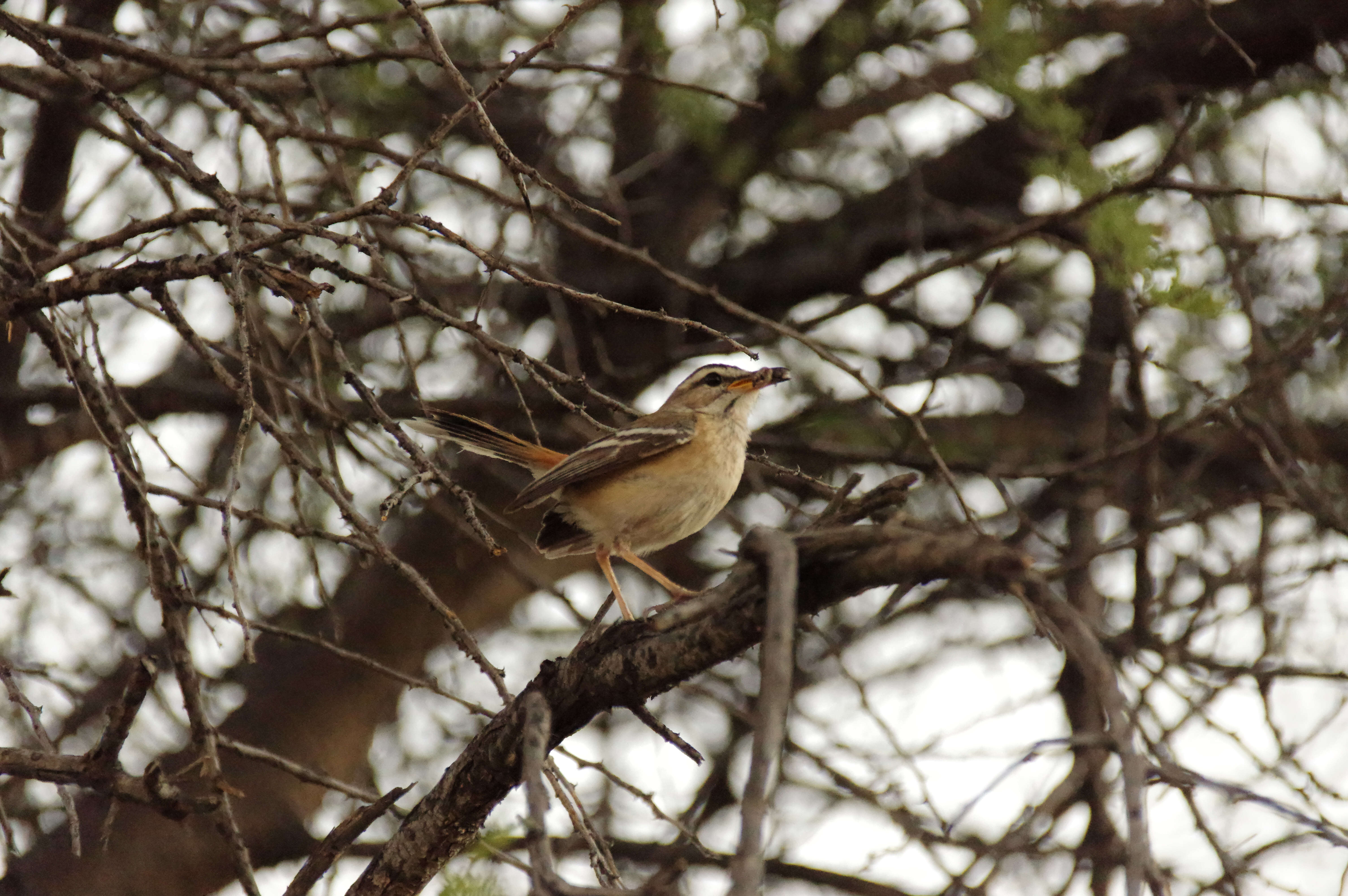 Image of White-browed Scrub Robin