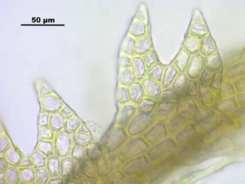 Image of Fuscocephaloziopsis catenulata (Huebener) Vána & L. Söderstr.