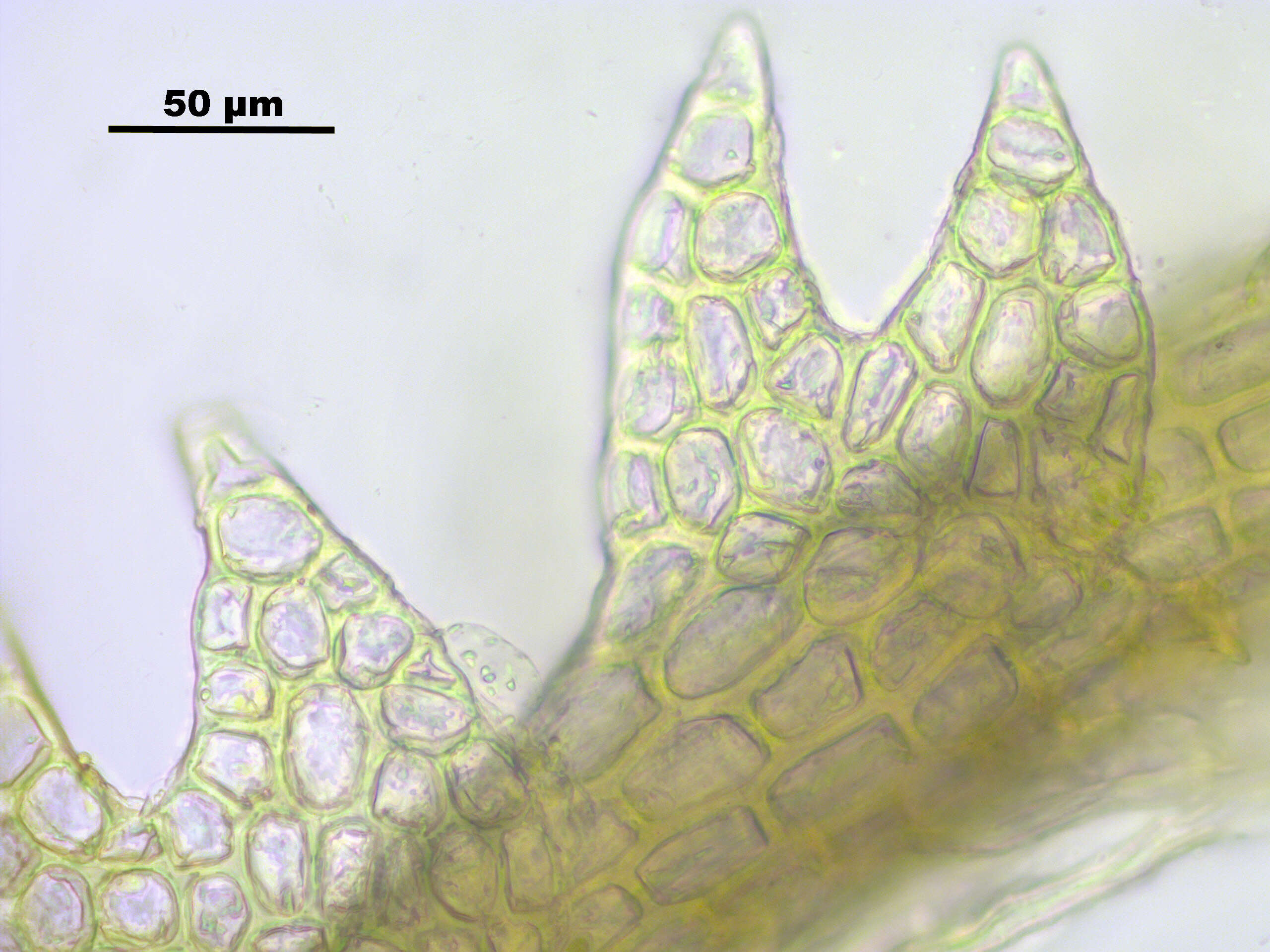 Image of Fuscocephaloziopsis catenulata (Huebener) Vána & L. Söderstr.