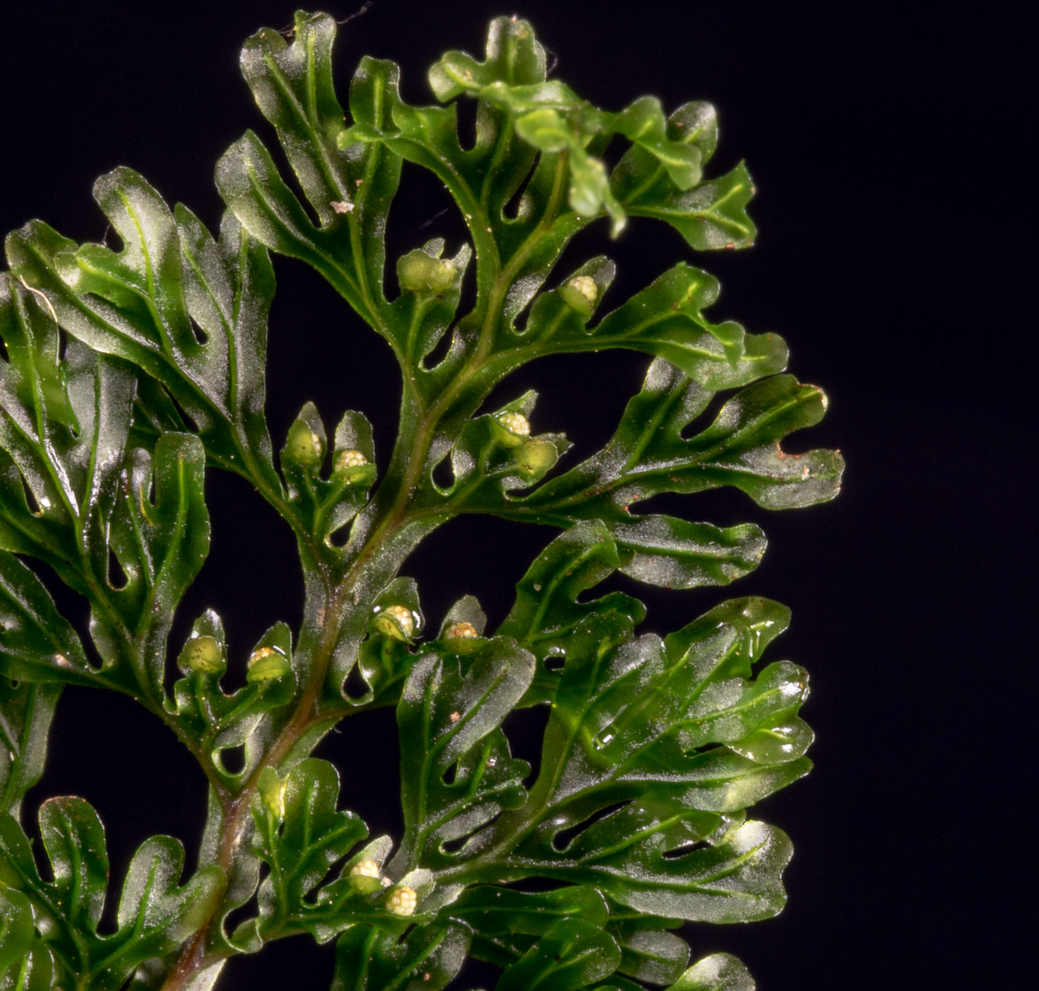 Image of Hymenophyllum australe Willd.