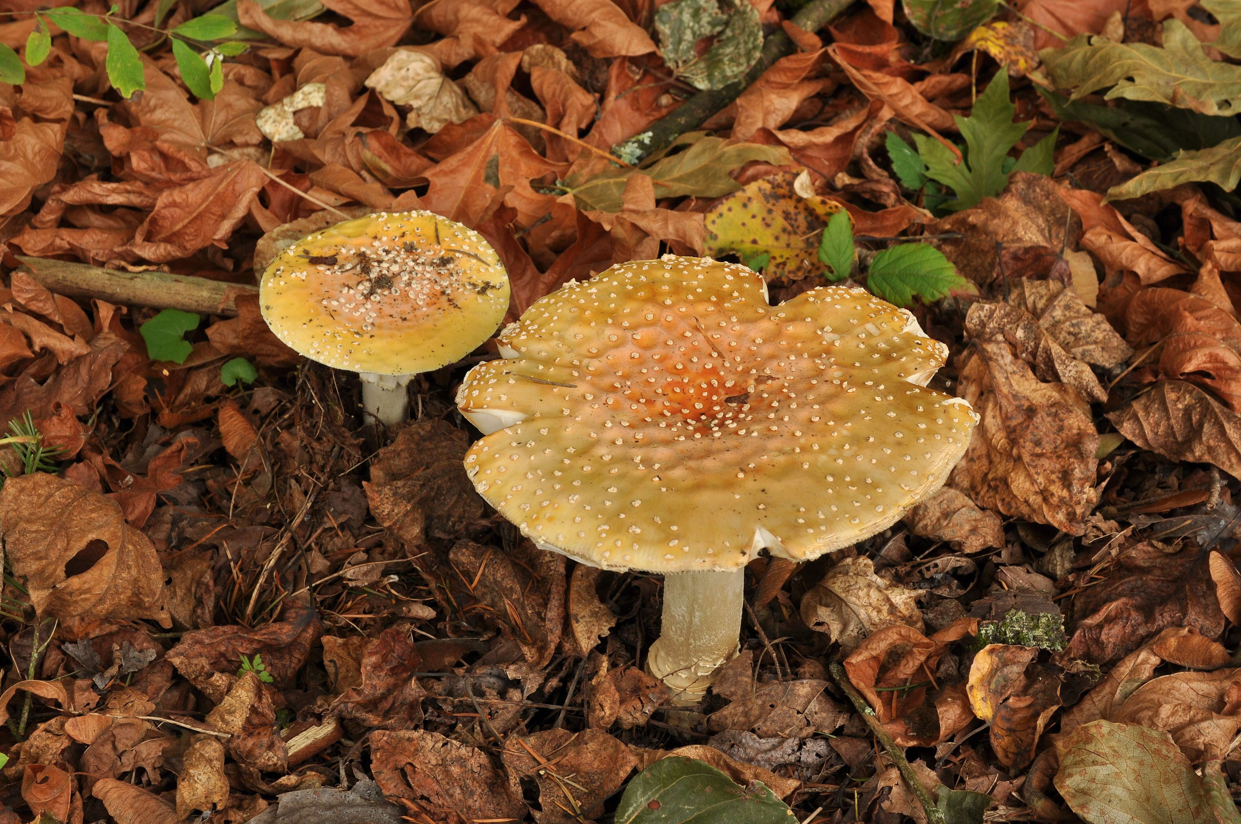 Imagem de Amanita muscaria var. guessowii