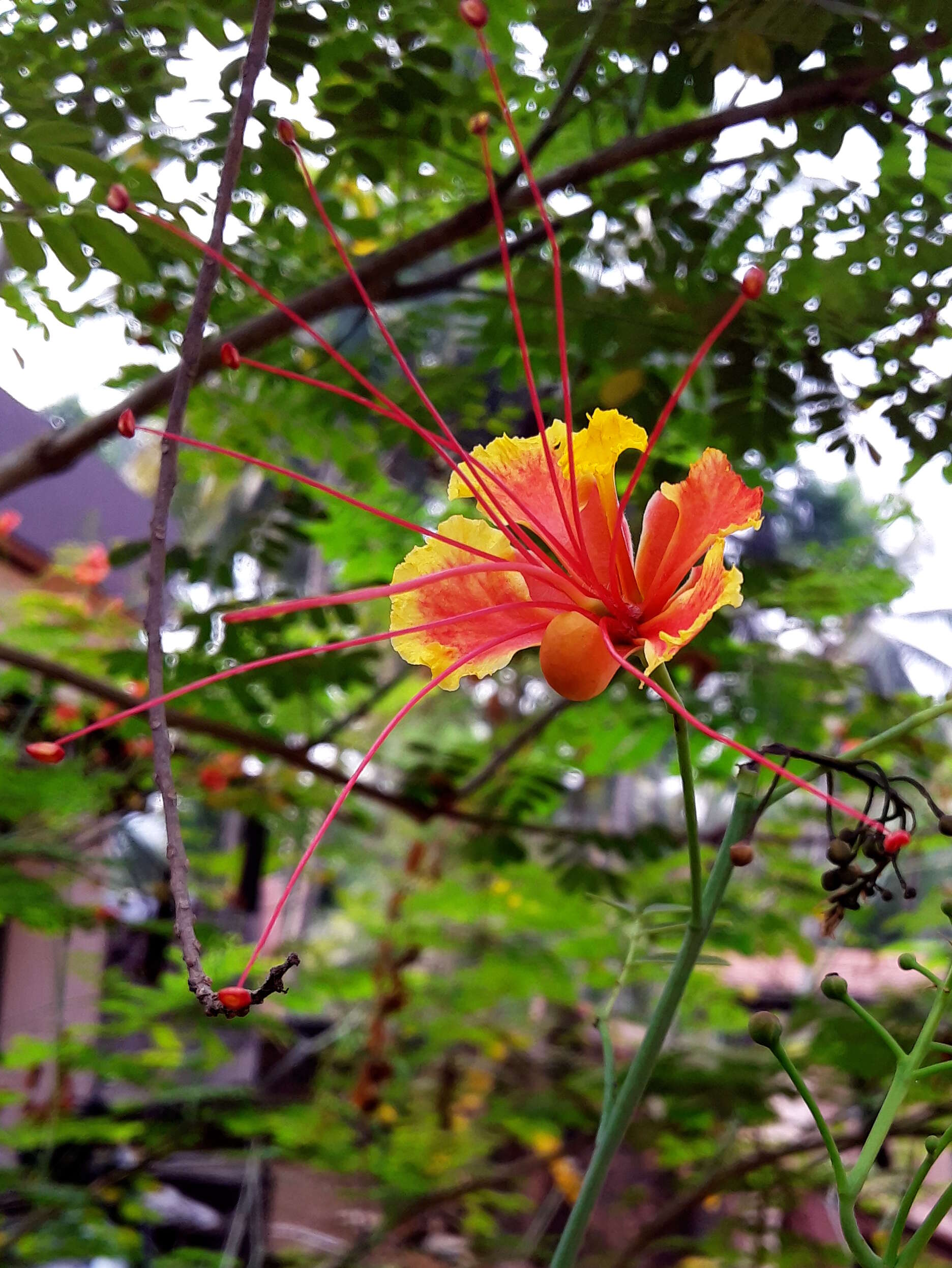 Image of Dwarf Poinciana