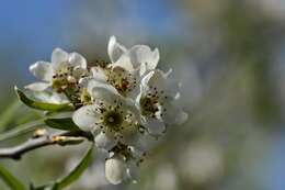 Plancia ëd Pyrus salicifolia Pall.