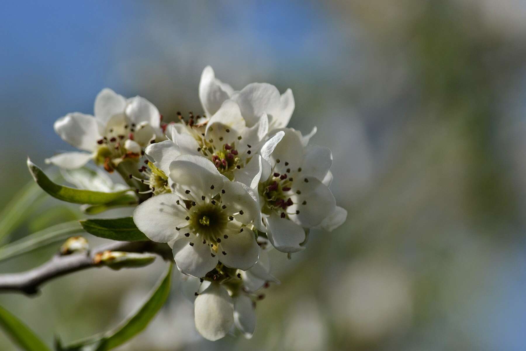 Plancia ëd Pyrus salicifolia Pall.