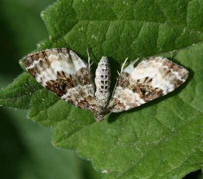 Image of common carpet