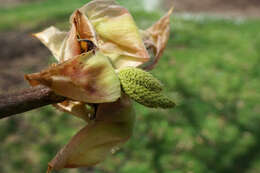 Image of shellbark hickory