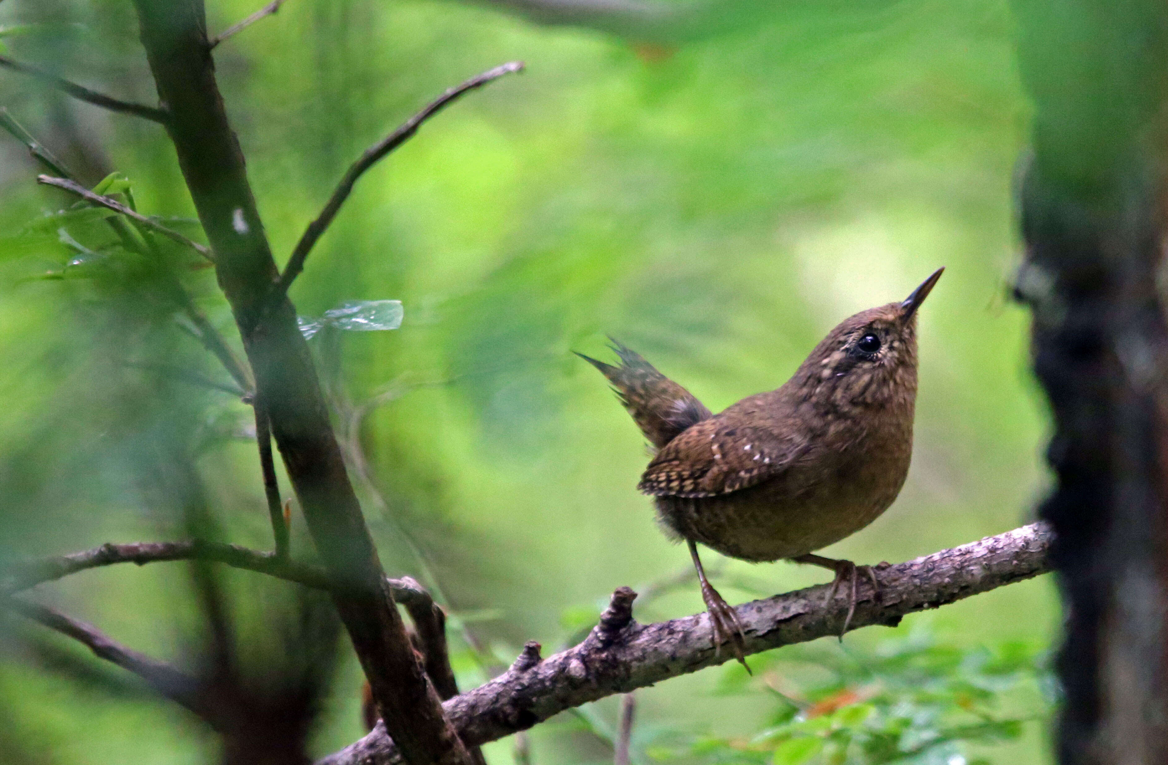 Image of Pacific Wren