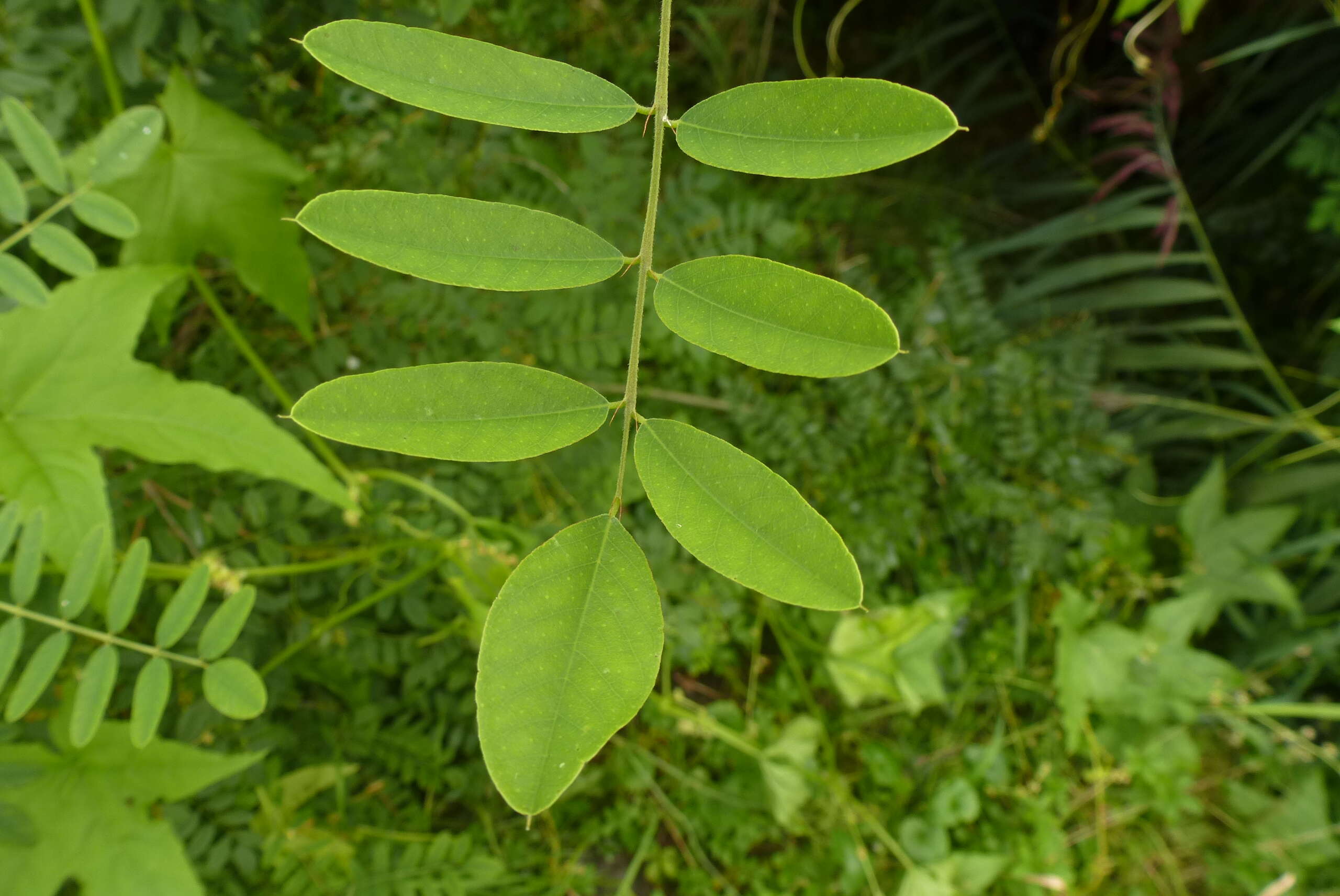 Imagem de Amorpha fruticosa L.