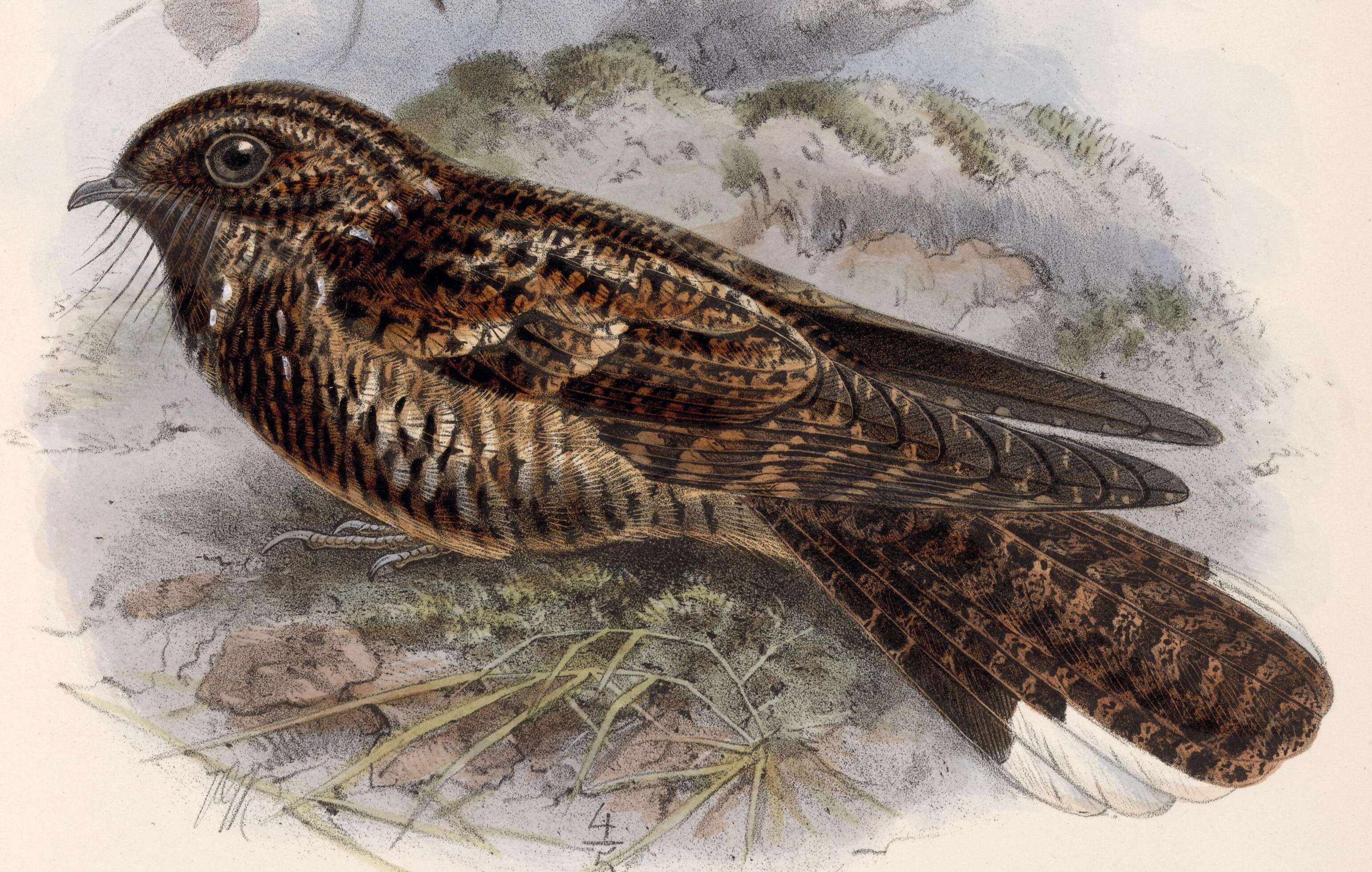 Plancia ëd Antrostomus saturatus Salvin 1870