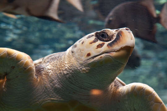 Image of Caretta