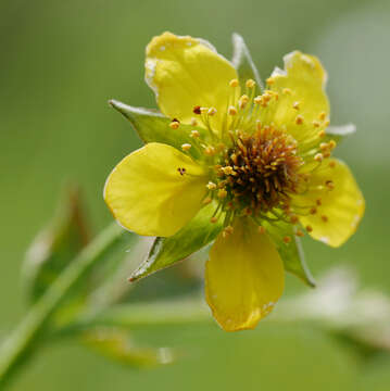 Image of Wood Avens