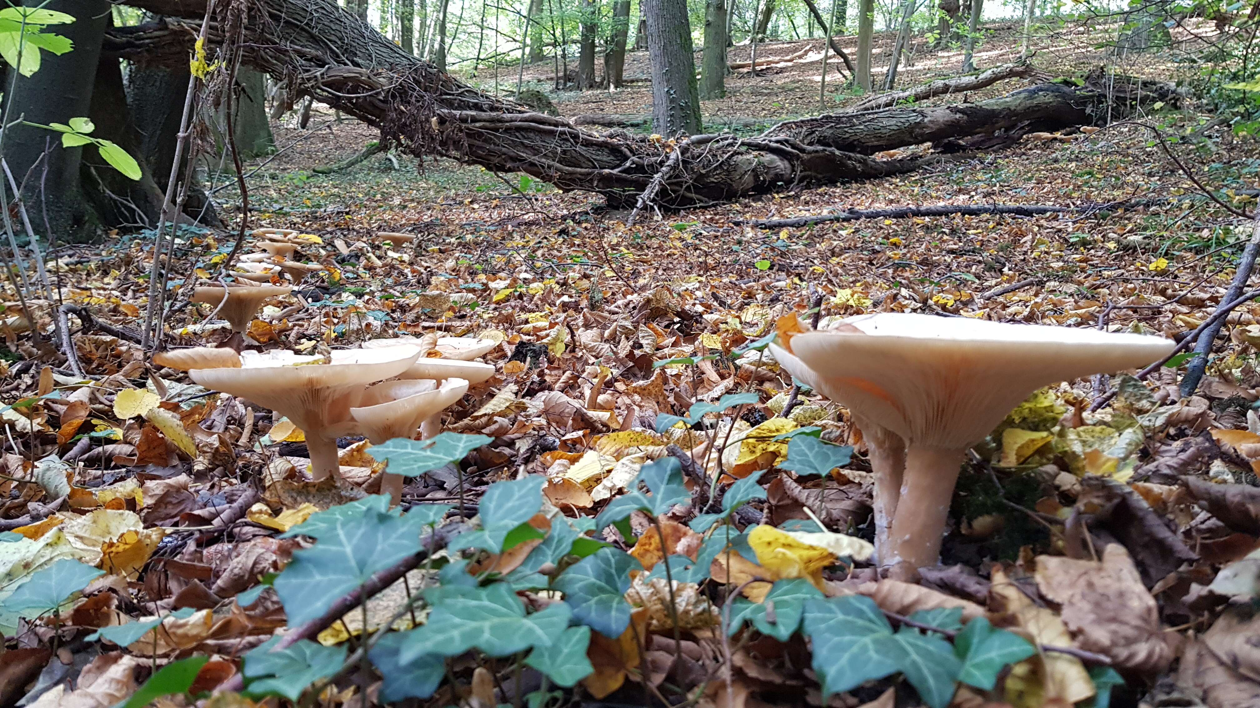 Image de Clitocybe géotrope