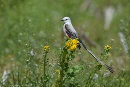 Image of Scissor-tailed Flycatcher