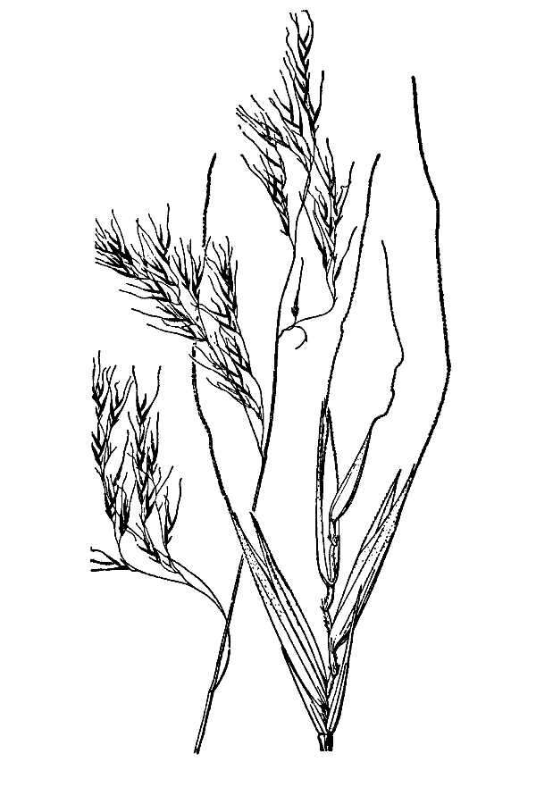 Image of crinkleawn fescue