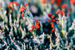 Image of Cladonia coccifera