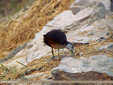 Image of White-breasted Waterhen