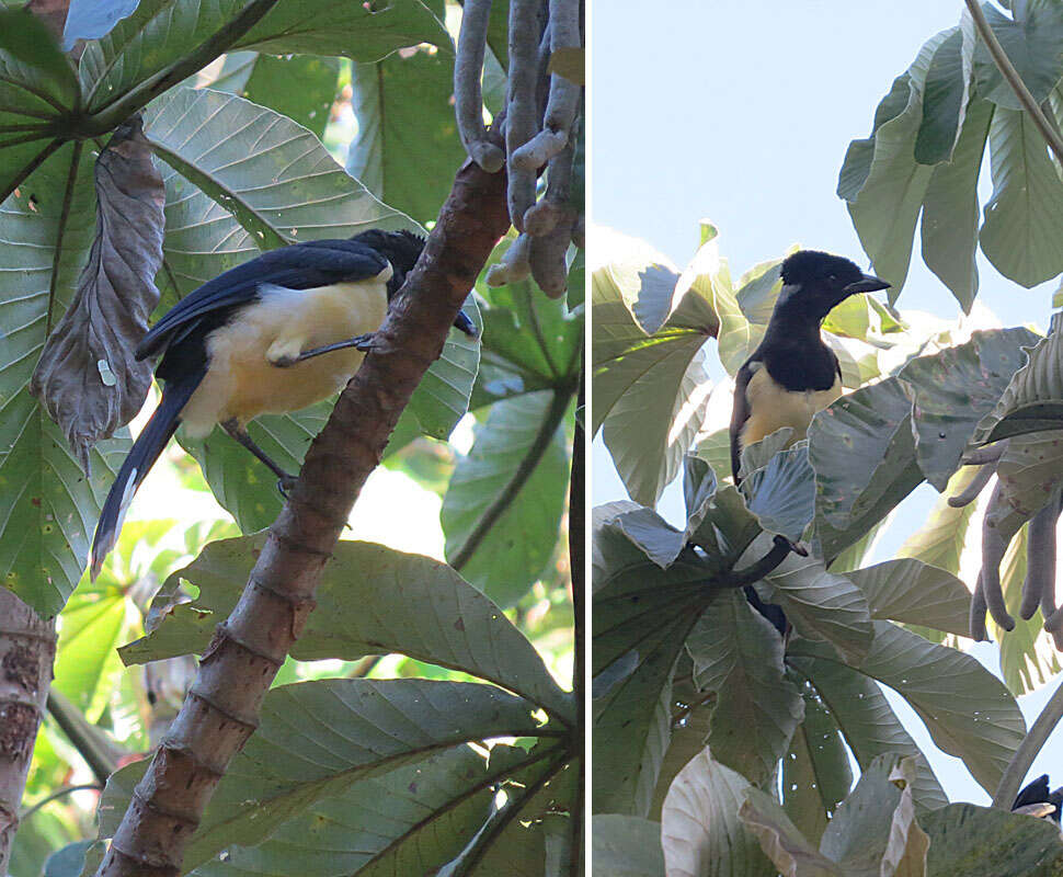 Imagem de Cyanocorax chrysops (Vieillot 1818)