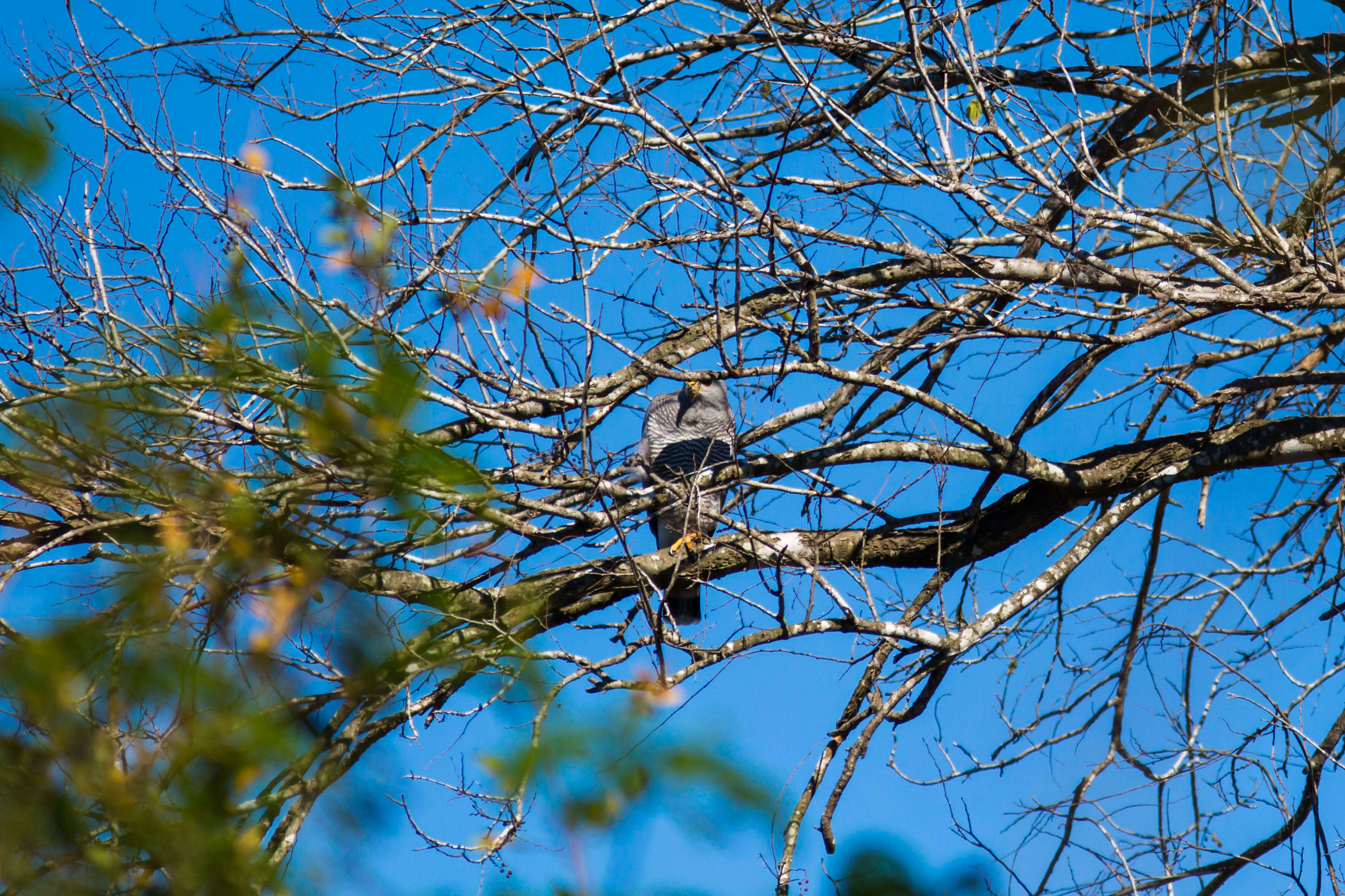 Image of Gray Hawk