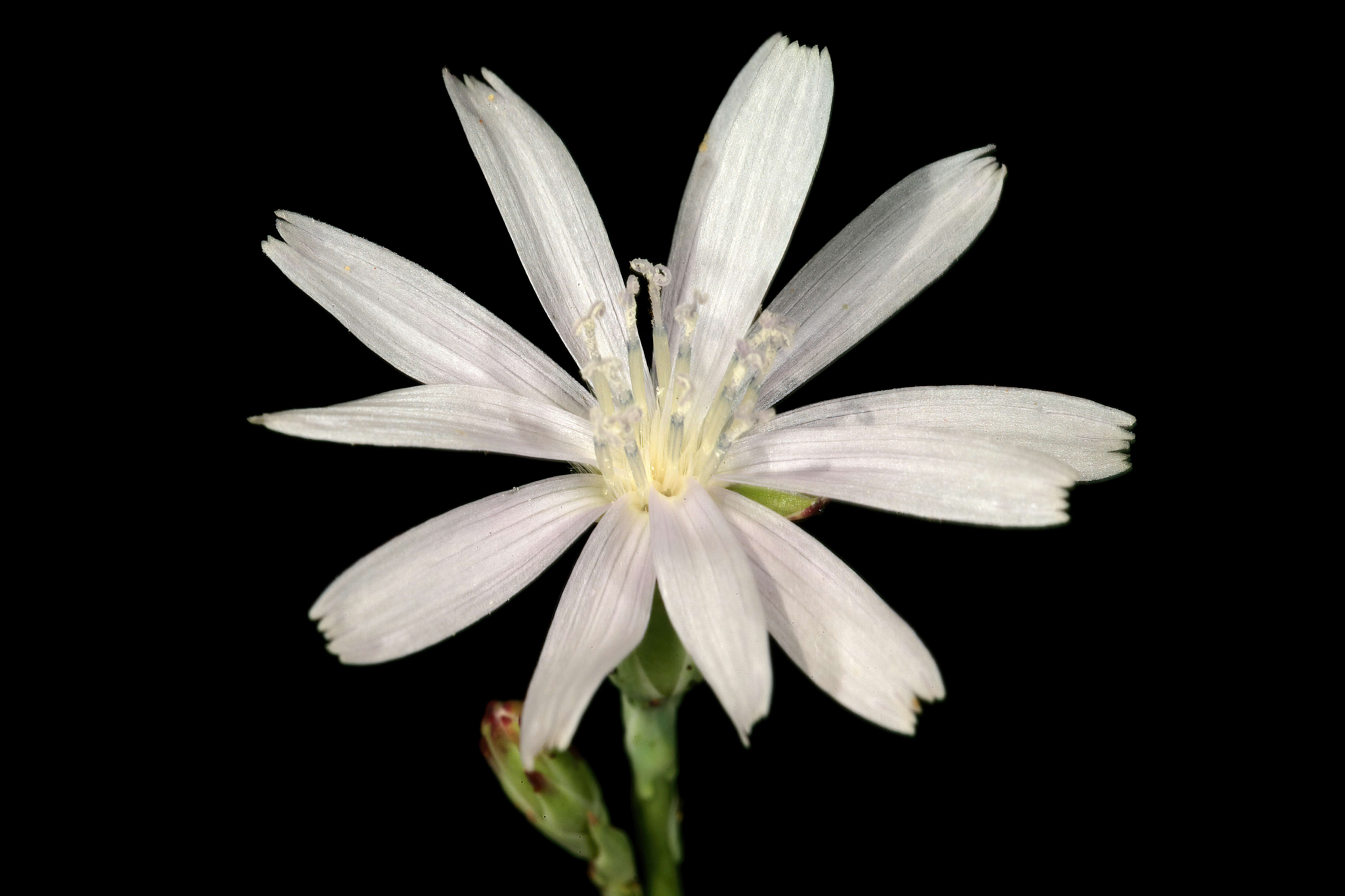 Image of wild lettuce