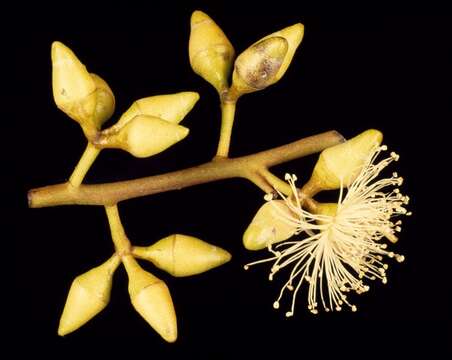 Image of Eucalyptus chloroclada (Blakely) L. A. S. Johnson & K. D. Hill