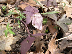 Image of sharplobe hepatica