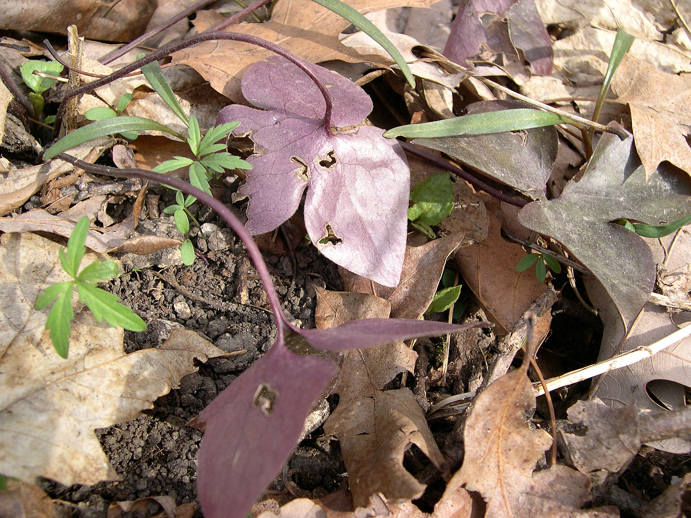 Plancia ëd Hepatica nobilis var. acuta (Pursh) Steyermark