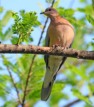 Image of Laughing Dove