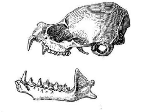 Image of Bare-rumped Sheathtail-bat