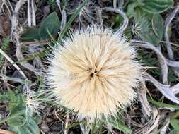 Image of Carlina acaulis L.