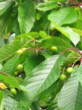 Image of gean, wild cherry