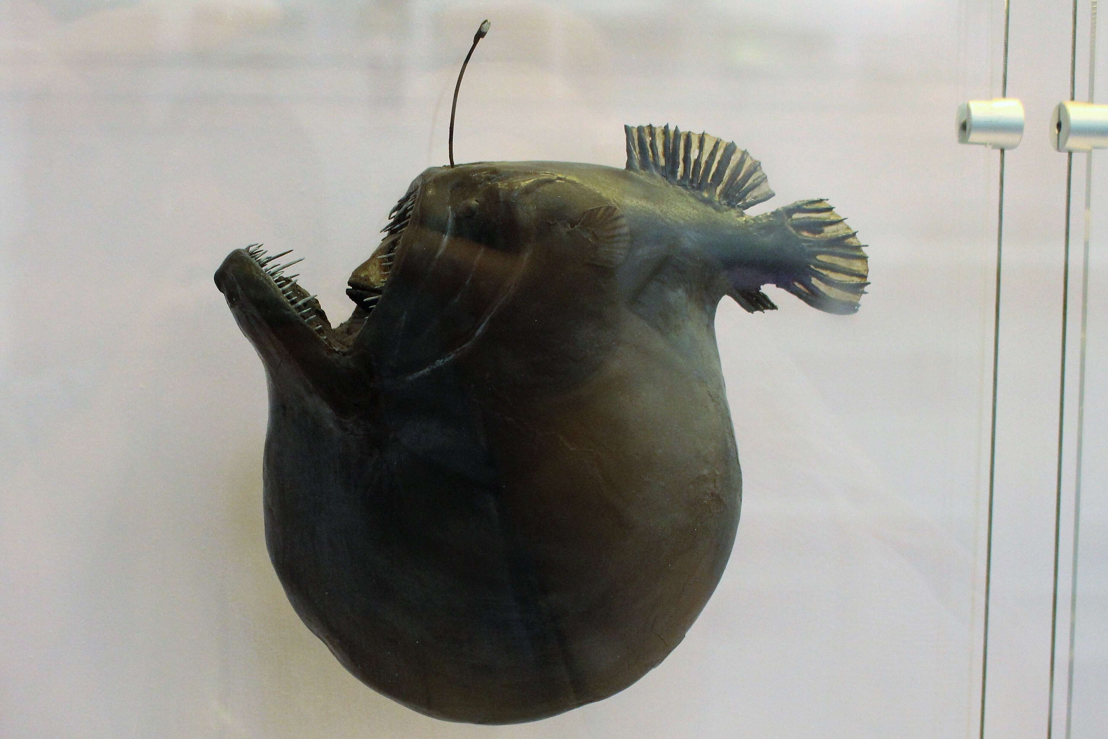 Image of black seadevils