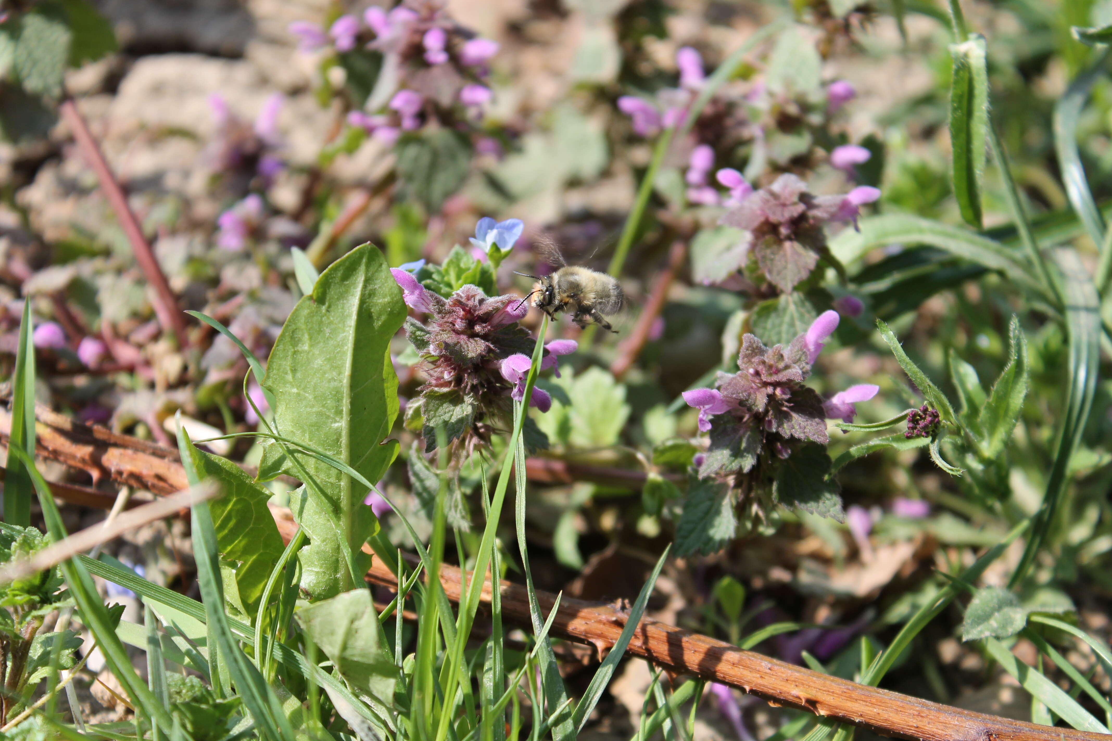 Image of Anthophora plumipes (Pallas 1772)