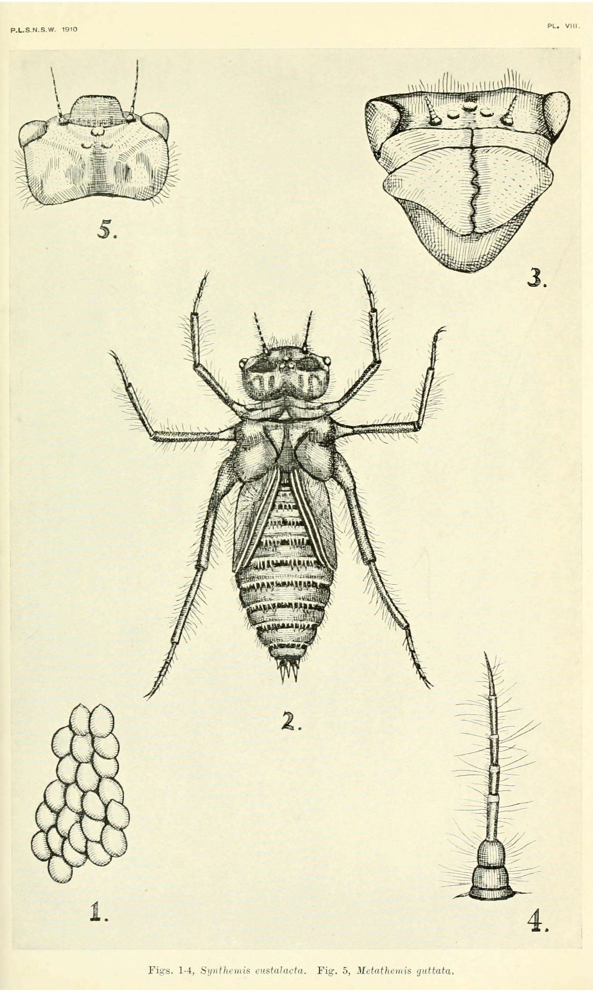 Image of Synthemistidae