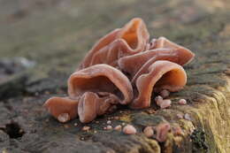 Image of ear fungus