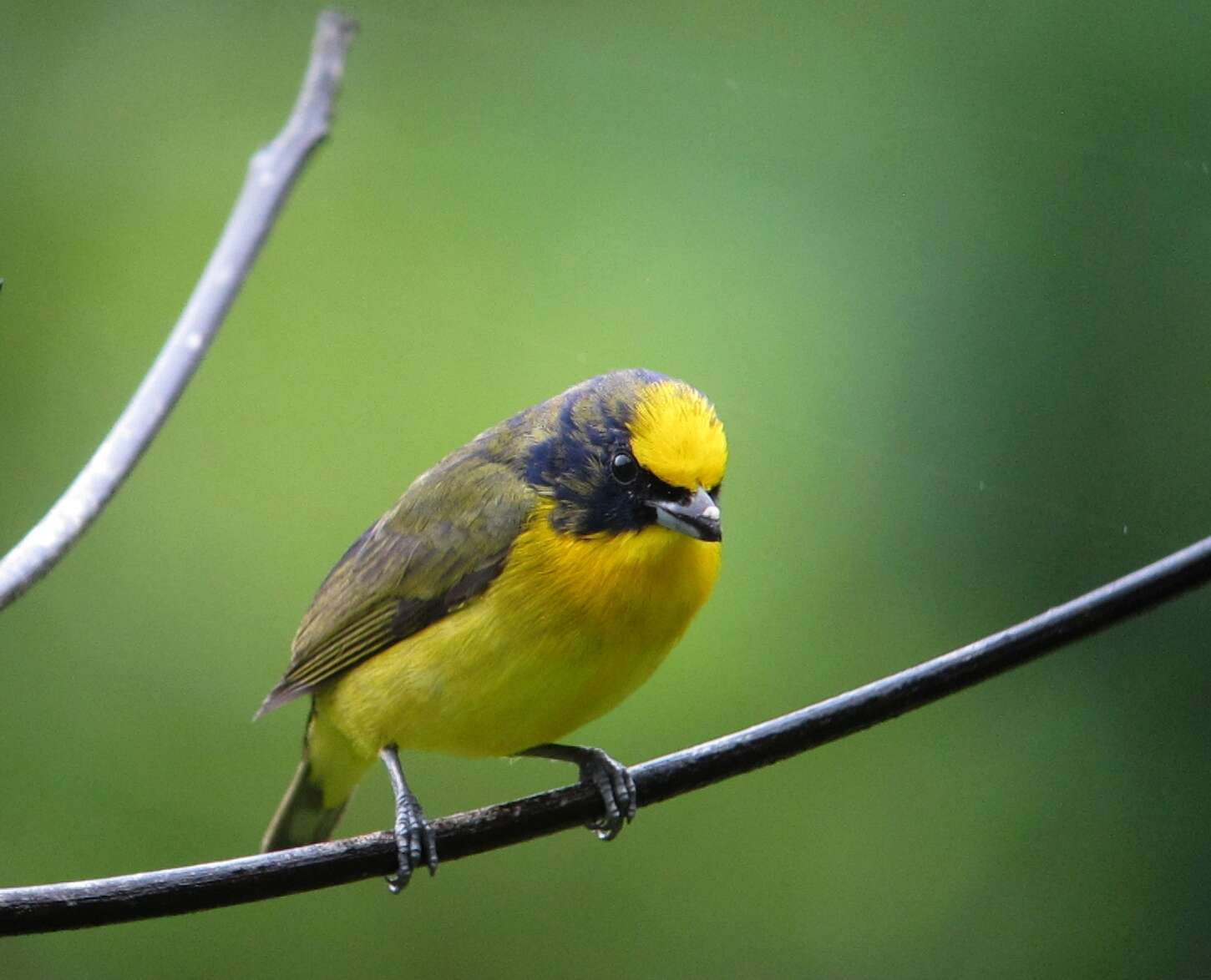 Image of Thick-billed Euphonia