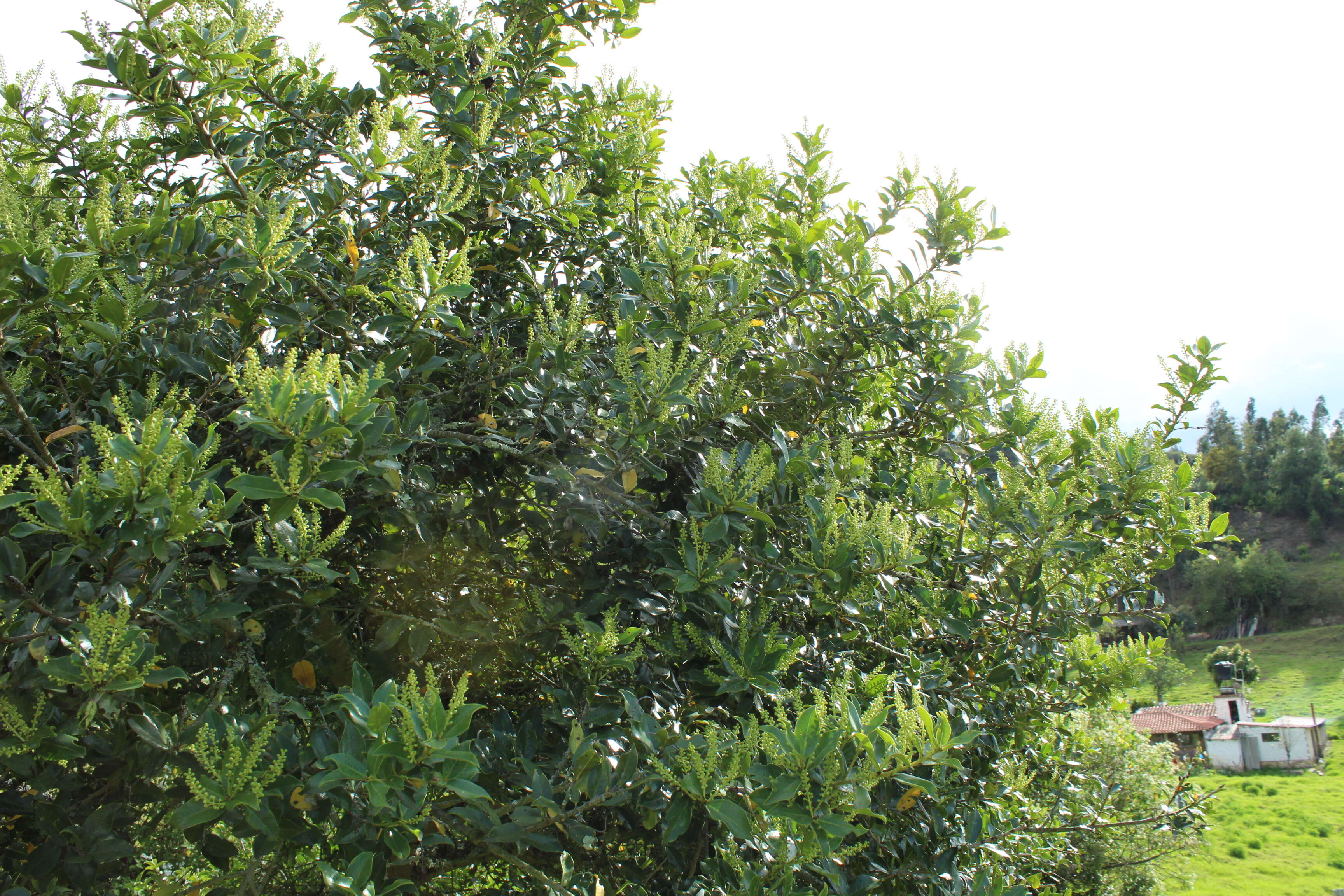 Image of Prunus buxifolia Koehne
