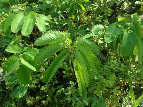Слика од Sanguisorba hakusanensis Makino
