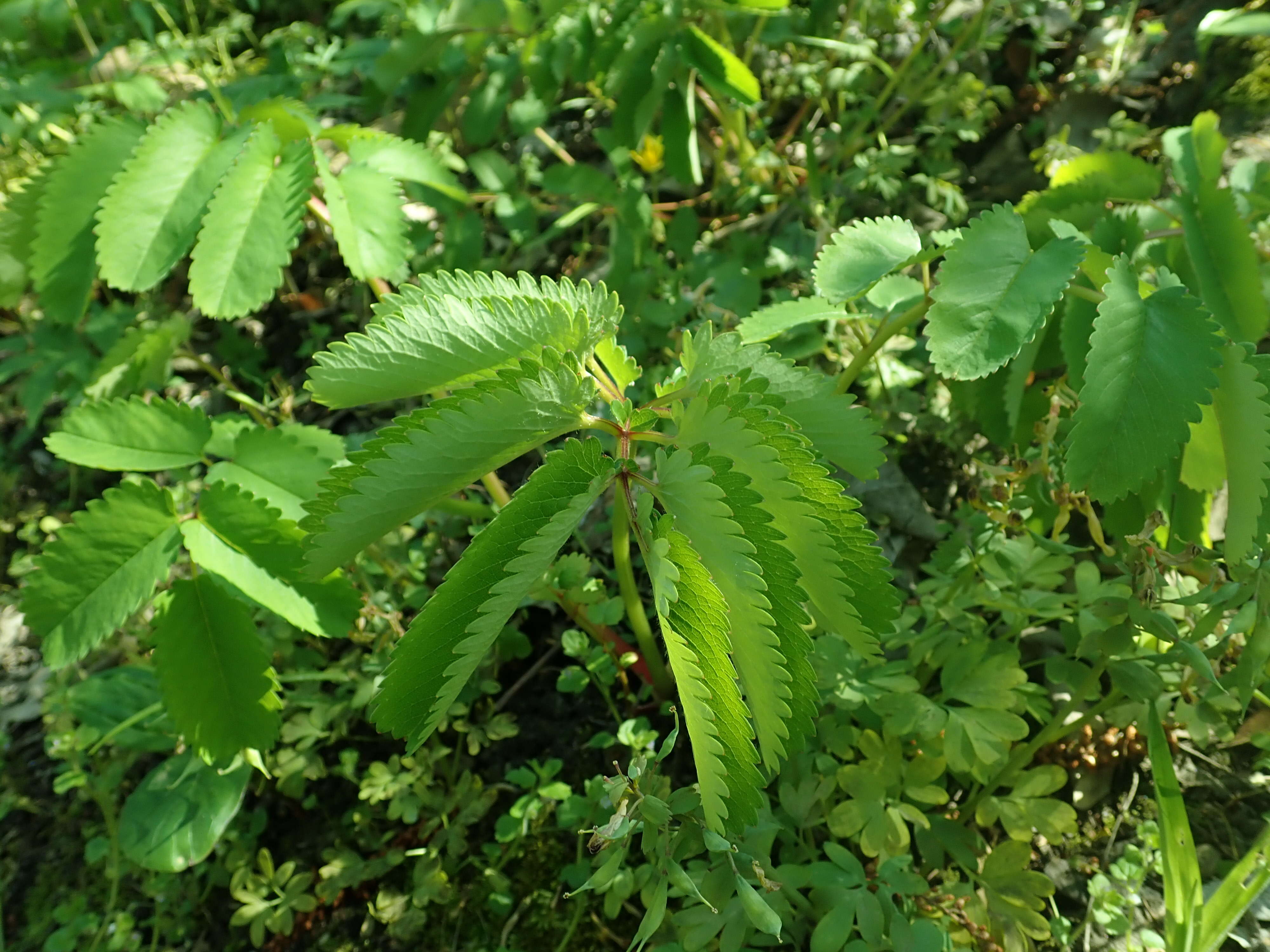 Слика од Sanguisorba hakusanensis Makino
