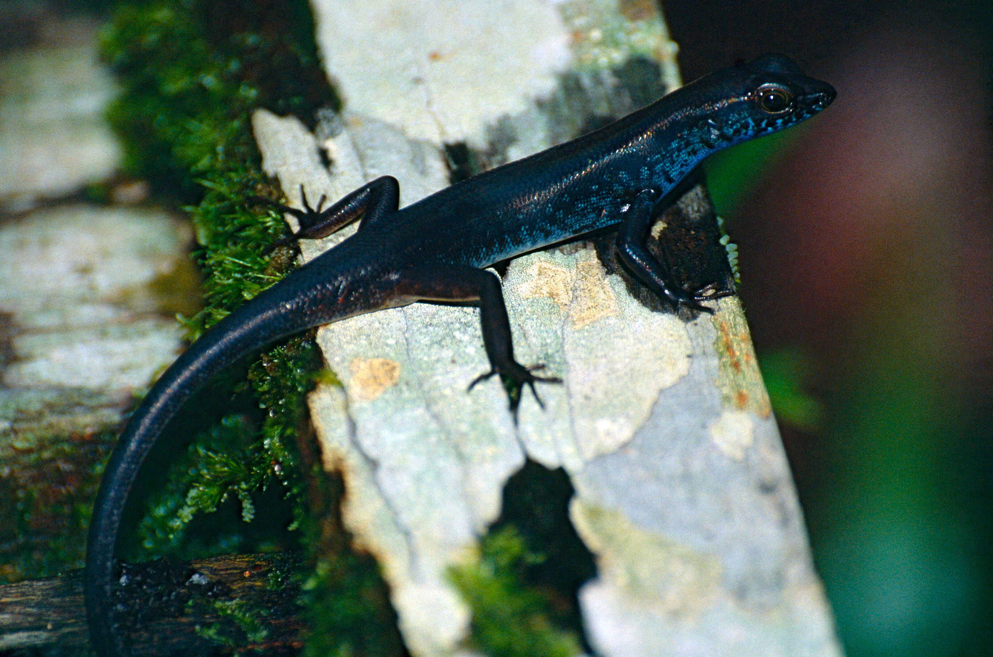 Image of blue-headed forest skink