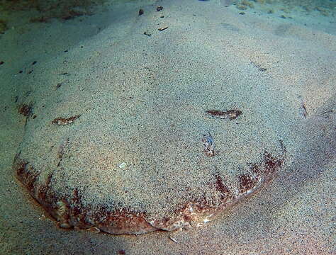 Image of Angel Shark