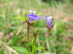 Imagem de Lobelia alsinoides Lam.