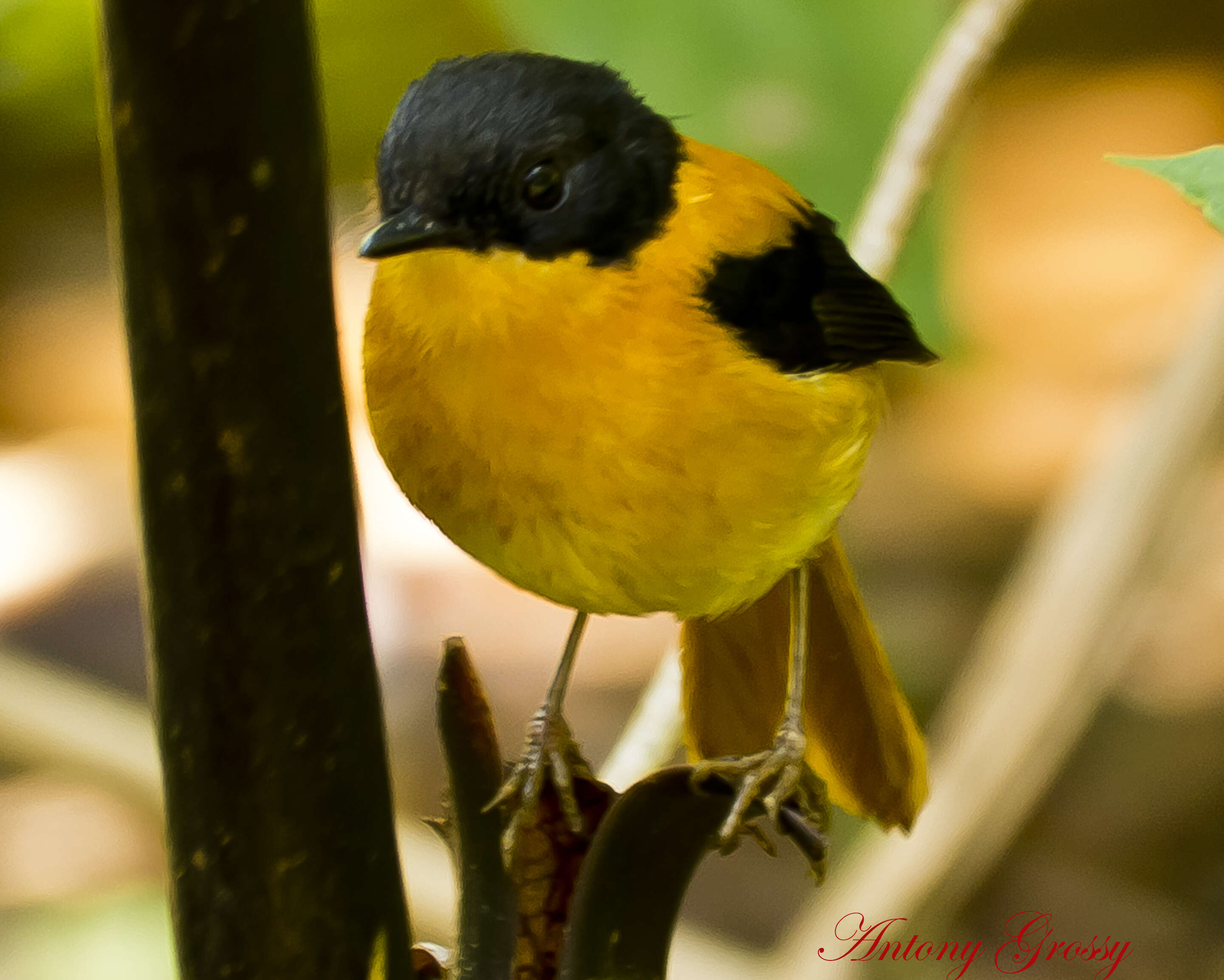 Image de Gobemouche orange et noir