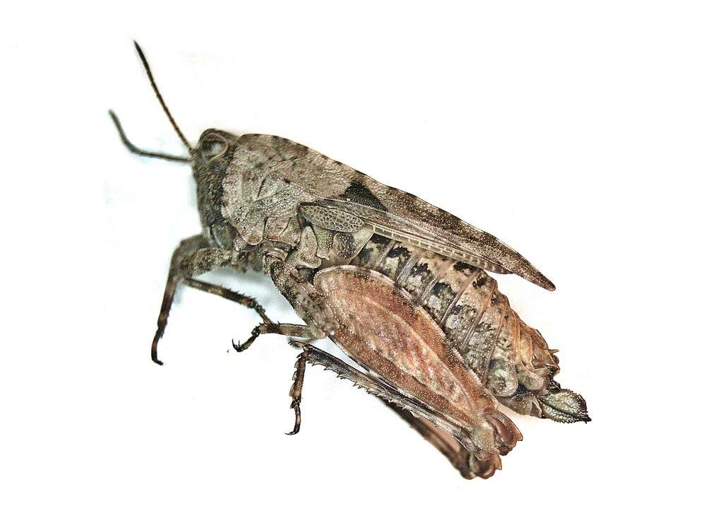 Image of long-horned ground-hopper