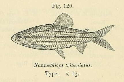 Image of Neolebias