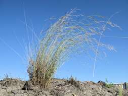 Image of Aristida benthamii Henrard