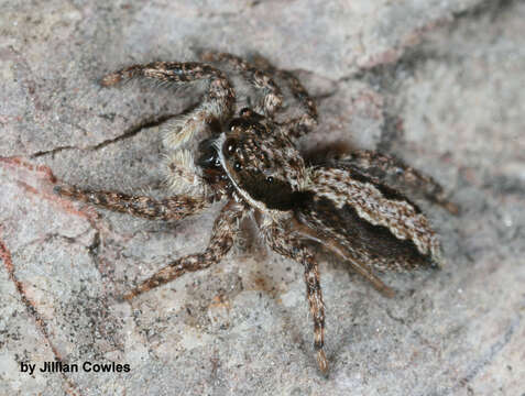 Image of Platycryptus californicus (Peckham & Peckham 1888)