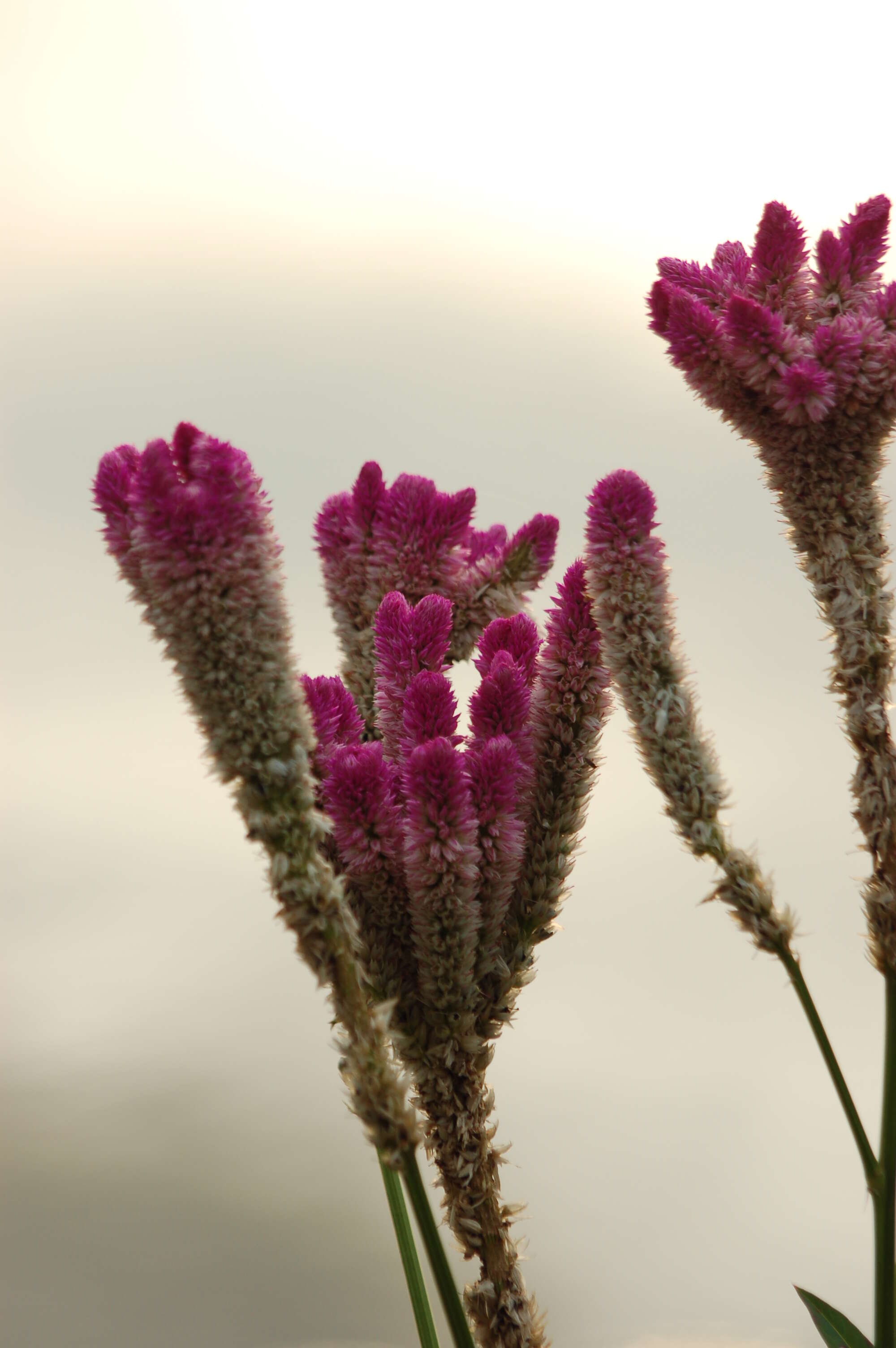 Imagem de Celosia argentea L.